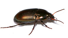 Ovaler Kanalläufer_4.jpg